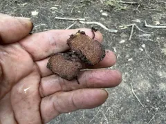 Phlegmacium sublilacinum thumbnail 2