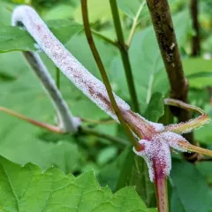 Grape Downy Mildew thumbnail 2