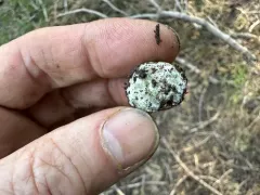 Lepiota viridigleba thumbnail 1