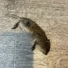 Tundra Vole thumbnail 3