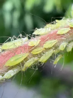 California Willow Aphid thumbnail 2