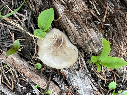 Pluteus orestes
