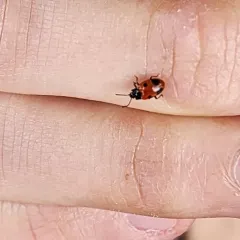 Two-spotted Handsome Fungus Beetle thumbnail 3