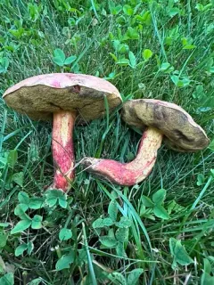 Whitey's Bolete thumbnail 2