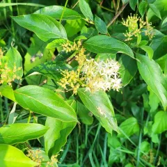 blue-fruited dogwood thumbnail 3