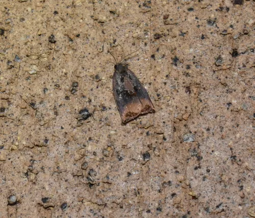 Large Fruit-tree Tortrix