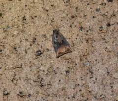 Large Fruit-tree Tortrix thumbnail 1