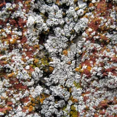 Mortar Rim Lichen thumbnail 4