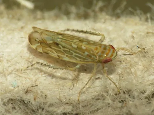 Paralimnus phragmitis