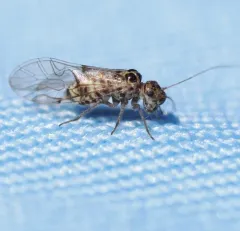 Teliapsocus conterminus thumbnail 3