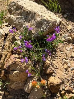 Leonard's Beardtongue thumbnail 2