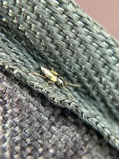 Axinopalpus biplagiatus thumbnail 3