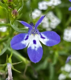 Garden Lobelia thumbnail 3