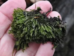 Rhynchostegium aquaticum thumbnail 1