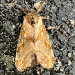 Silver-spotted Ghost Moth thumbnail 4