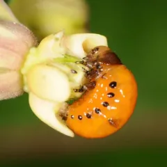 Swamp Milkweed Leaf Beetle thumbnail 1