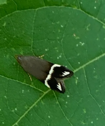 Anacampsis tristrigella