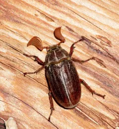 Hammond's Lined June Beetle thumbnail 4