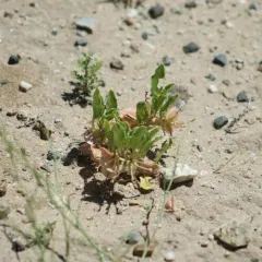 small-flowered sand-verbena thumbnail 4