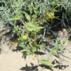 Whitestem Blazingstar thumbnail 3