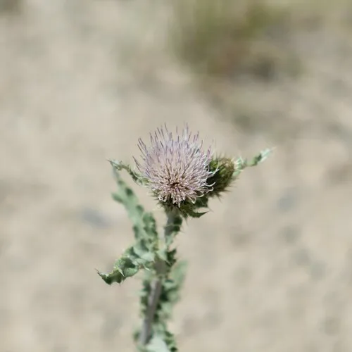 Wyoming Thistle