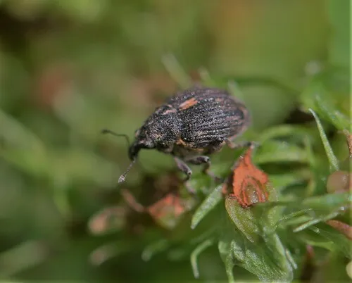 Rhinoncus leucostigma