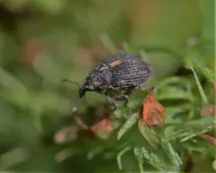 Rhinoncus leucostigma thumbnail 1