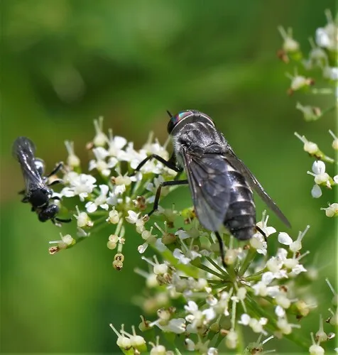Hybomitra pechumani