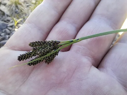 goosegrass sedge