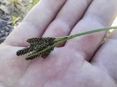 goosegrass sedge thumbnail 1