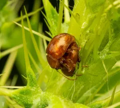 Sphaeroderma testaceum thumbnail 3