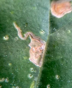 Spinach moth thumbnail 4