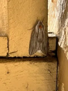 Sequoia Sphinx thumbnail 3