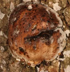 Dog's nose fungus thumbnail 3
