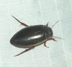 Colymbetes sculptilis thumbnail 3