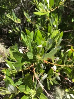 Arroyo Willow thumbnail 4