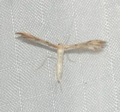 Mountain Plume Moth thumbnail 4