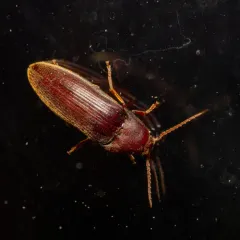 Onichodon canadensis thumbnail 3