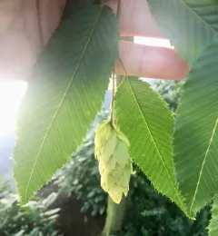 European Hop-hornbeam thumbnail 2