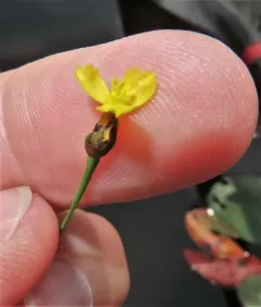 northern yellow-eyed grass thumbnail 3