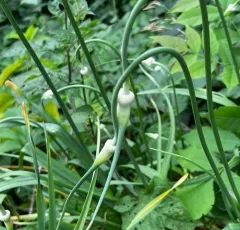 Garlic thumbnail 2