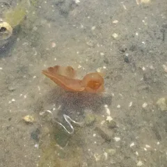 Hooded Nudibranch thumbnail 3