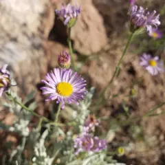 thread-leaf fleabane thumbnail 4