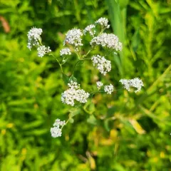 broadleaved pepperweed thumbnail 3