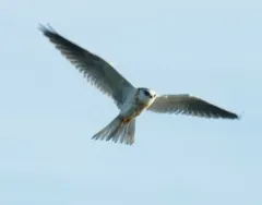 White-tailed Kite thumbnail 2