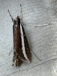Reed-boring Crambid Moth thumbnail 3