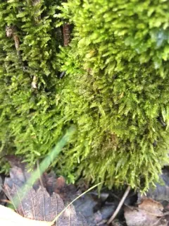Swartz's Feather-moss thumbnail 4