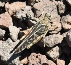 Red-shanked Grasshopper thumbnail 2