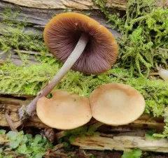 Lavender Baeospora thumbnail 2