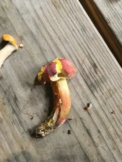 Bouillon Bolete thumbnail 2